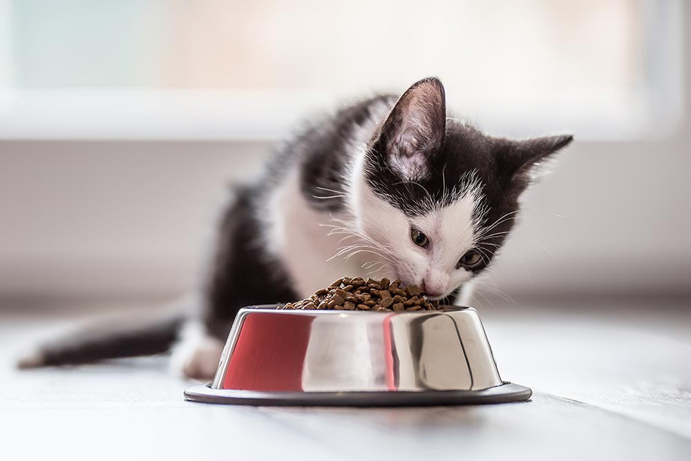 cat-food-card