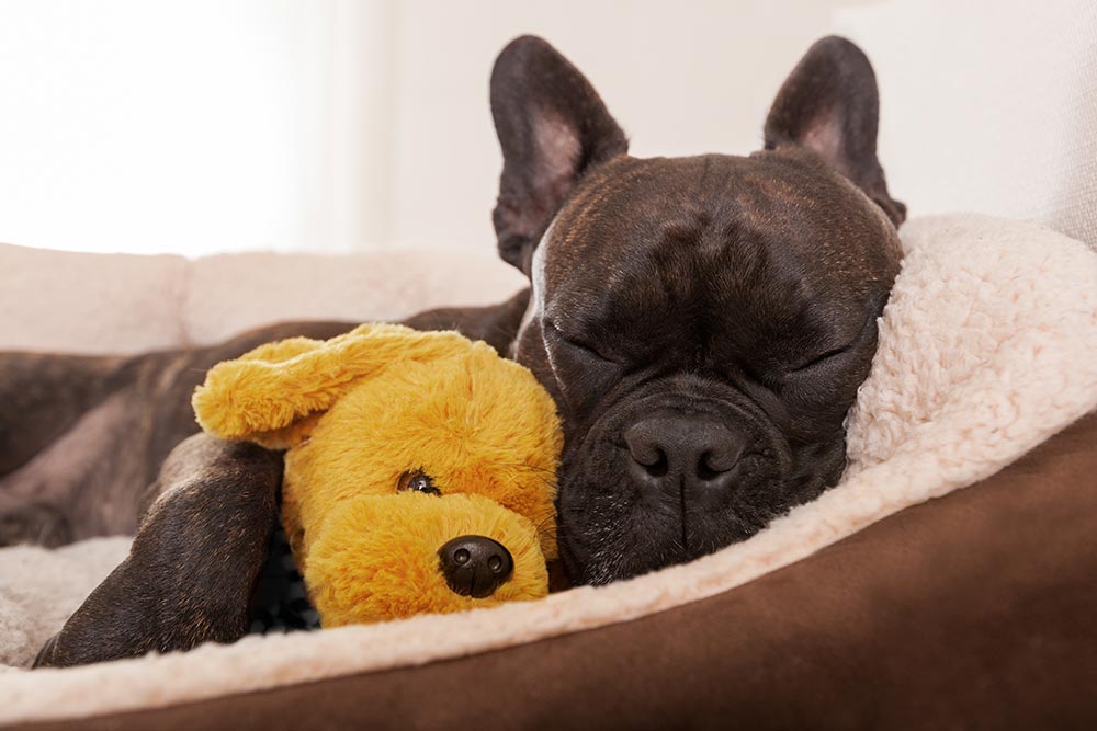 sleeping-dog-card